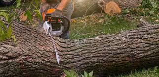 Best Tree Mulching  in Melcher Dallas, IA