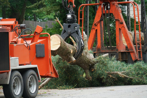 Best Tree Disease Treatment  in Melcher Dallas, IA